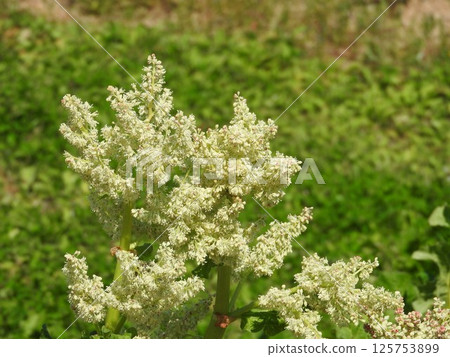 Rhubarb flowers Rhubarb flowers 125753899