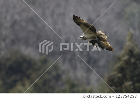 Osprey flies while catching a large fish 125754258