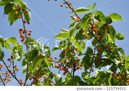 櫻桃樹 125754351