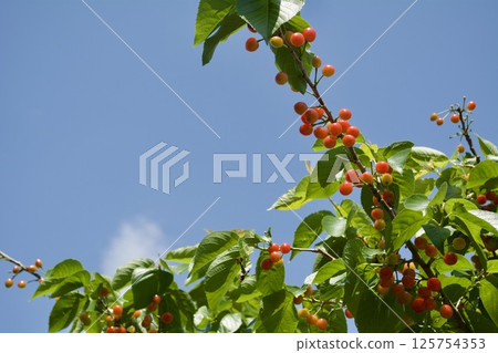 櫻桃樹 櫻桃樹 125754353