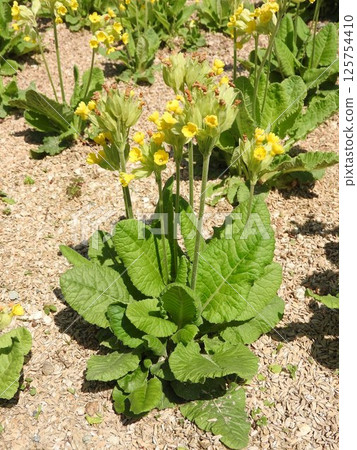 盛開的月見草科多年生“牛蒡”的花朵 125754410