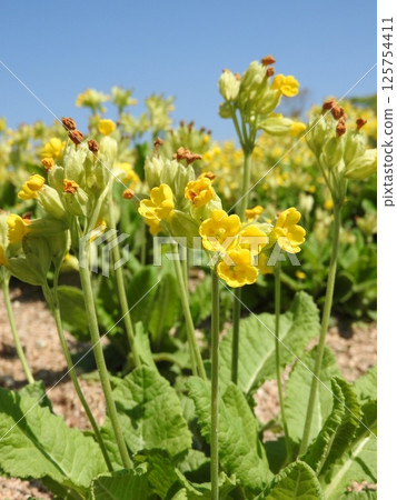 Flowers of the perennial "Cowslip" of the Primrose family in full bloom 125754411