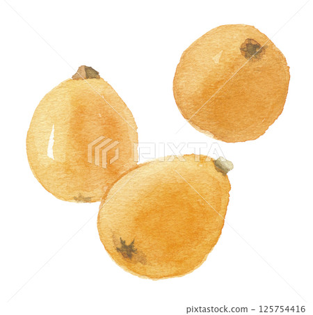 3 loquat fruits painted in watercolor 125754416