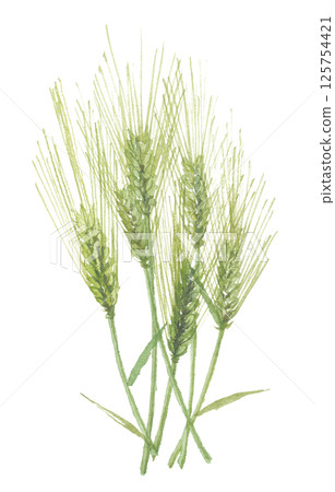 大麥水彩畫 125754421