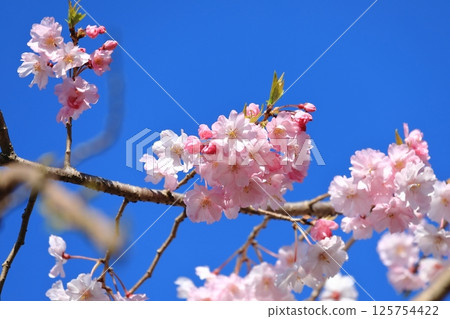 垂枝櫻花樹⑦ 垂枝櫻花樹⑦ 125754422