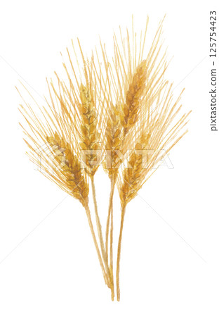 Barley painted in watercolor Barley painted in watercolor 125754423