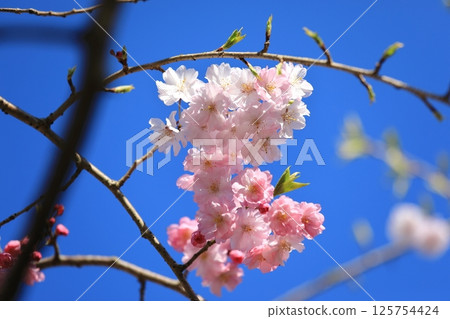 垂枝櫻花⑧ 垂枝櫻花⑧ 125754424