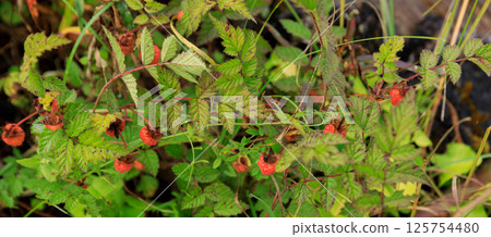 Wild raspberry in high altitude forest 125754480