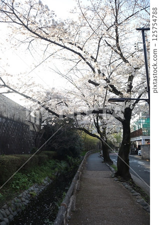 Rokugo Irrigation Canal during cherry blossom season (Ota Ward, Tokyo) Rokugo Irrigation Canal during cherry blossom season (Ota Ward, Tokyo) 125754788