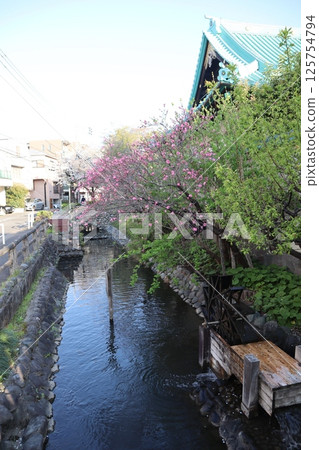 Rokugo Irrigation Canal during cherry blossom season (Ota Ward, Tokyo) 125754794