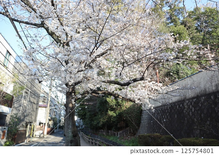Rokugo Irrigation Canal during cherry blossom season (Ota Ward, Tokyo) Rokugo Irrigation Canal during cherry blossom season (Ota Ward, Tokyo) 125754801