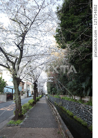 Rokugo Irrigation Canal during cherry blossom season (Ota Ward, Tokyo) Rokugo Irrigation Canal during cherry blossom season (Ota Ward, Tokyo) 125754802