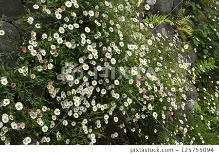 White flowers blooming on a stone wall White flowers blooming on a stone wall 125755094