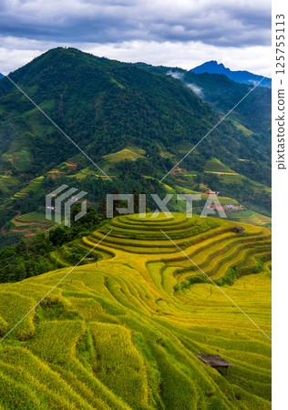 Aerial drone view of rice terrace field in the mist, northern of Vietnam Aerial drone view of rice terrace field in the mist, northern of Vietnam 125755113