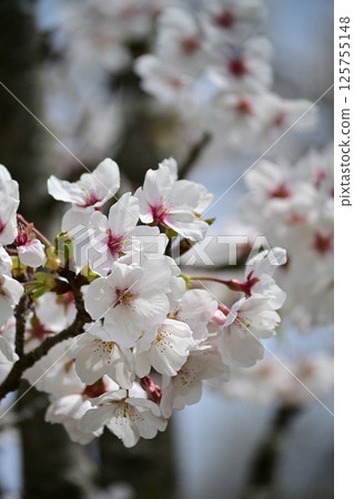 櫻花 125755148