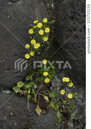 Flower of Oriental False Hawk 125755238