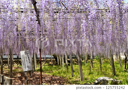 埼玉縣本莊市兒玉町高柳的長泉寺,紫藤花,淡紫色的雨 埼玉縣本莊市兒玉町高柳的長泉寺,紫藤花,淡紫色的雨 125755242
