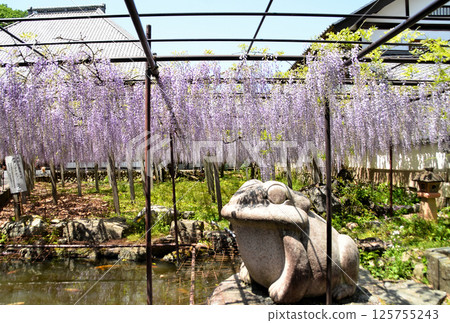 埼玉縣本莊市兒玉町高柳的長泉寺，紫藤花，淡紫色的雨 125755243
