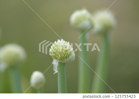 蔥花、韭菜頭、 125755423