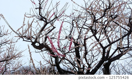 Genpei綻放梅花 125755426