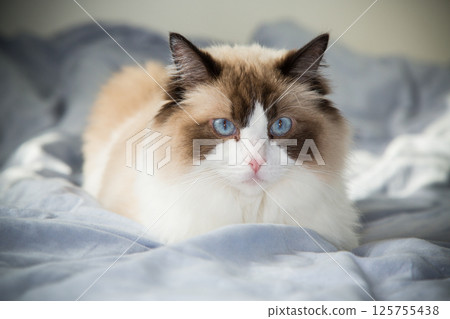cat lying on bed and resting, breed Ragdoll 125755438