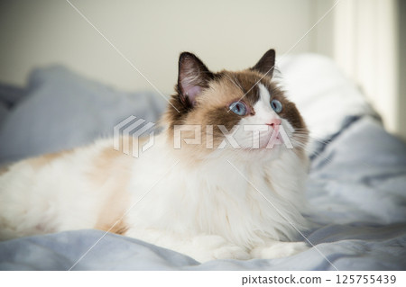 cat lies on bed and looks, breed Ragdoll 125755439