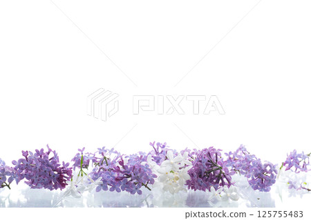 Bouquet of white and purple lilacs on a white background Bouquet of white and purple lilacs on a white background 125755483