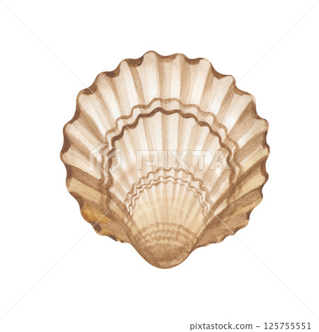 Hand-painted watercolor seashell on a white background. Watercolor illustration. Isolated. Marine theme. 125755551