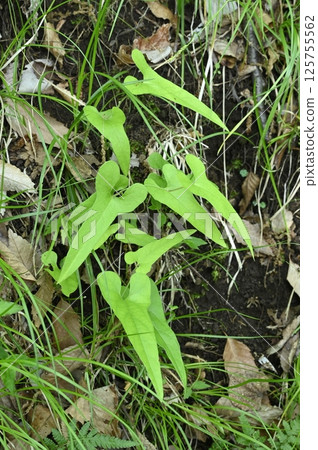 馬兜鈴葉 125755562