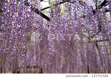 Chosenji Temple in Takayanagi, Kodama-cho, Honjo City, Saitama Prefecture, Wisteria flowers, a light purple shower 125755566