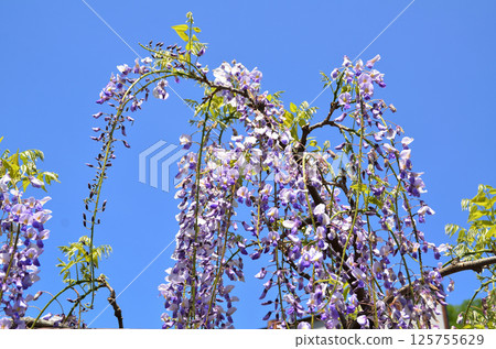 Chosenji Temple in Takayanagi, Kodama-cho, Honjo City, Saitama Prefecture, Wisteria flowers, a light purple shower 125755629
