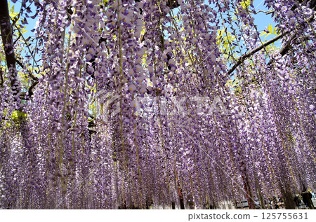 埼玉縣本莊市兒玉町高柳的長泉寺，紫藤花，淡紫色的雨 125755631