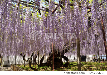 Chosenji Temple in Takayanagi, Kodama-cho, Honjo City, Saitama Prefecture, Wisteria flowers, a light purple shower 125755633