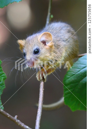 Adorable hazel dormouse in summer Adorable hazel dormouse in summer 125755656