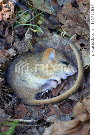 Adorable hazel dormouse in summer Adorable hazel dormouse in summer 125755657
