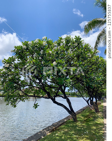 夏威夷檀香山步行道 125755837