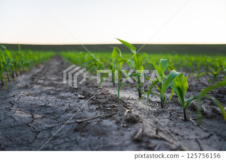 Young corn plants growing in cracked soil at sunset in wide farm field 125756156