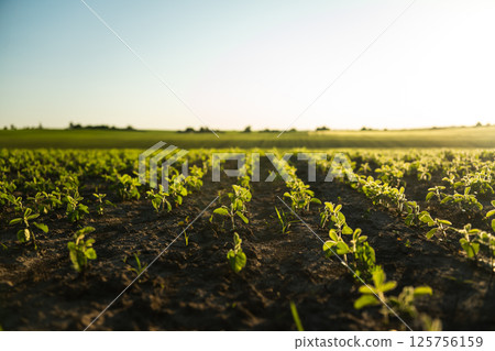 Wide view of soybean field at sunset with rows of young plants on dark soil Wide view of soybean field at sunset with rows of young plants on dark soil 125756159