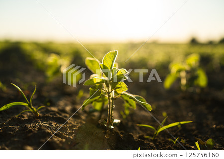 Closeup of soybean seedling sprouting on fertile soil at golden hour light Closeup of soybean seedling sprouting on fertile soil at golden hour light 125756160