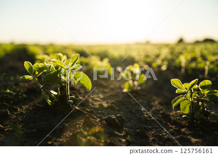 Closeup of young soybean plant growing in soil during sunrise Closeup of young soybean plant growing in soil during sunrise 125756161