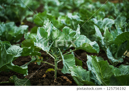 Healthy cabbage plants growing in fertile soil on a vegetable farm field 125756192