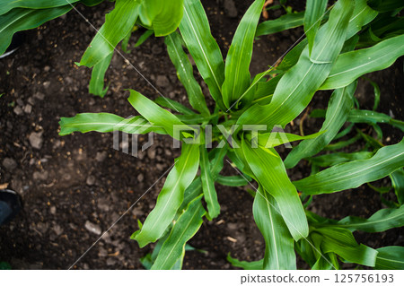 Top view of young corn plant with vibrant green leaves growing in cultivated soil 125756193