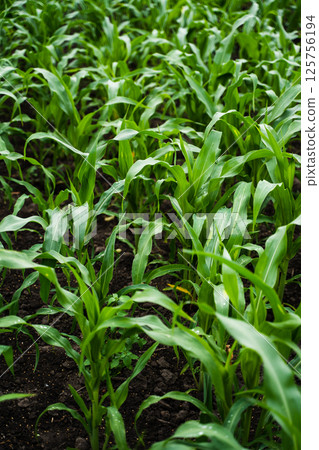 Vertical view of young green corn plants growing in cultivated soil field 125756194