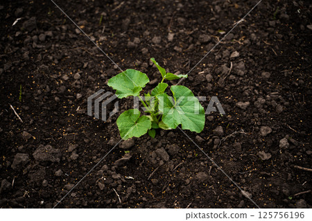 Young green pumpkin plant growing on dark soil in close up agriculture photo 125756196