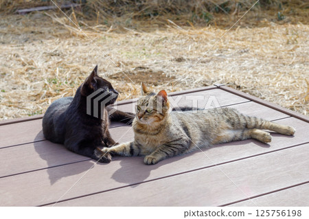 Two cute cats Two cute cats 125756198