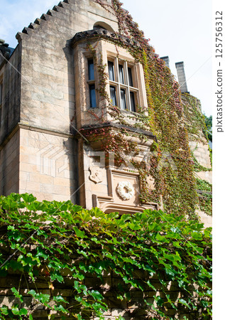 Ivy-tangled wall Ivy-tangled wall 125756312