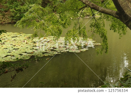 (Shinshoji Temple) 003 125756334