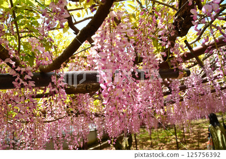 埼玉縣本莊市兒玉町高柳長泉寺的紫藤花 125756392