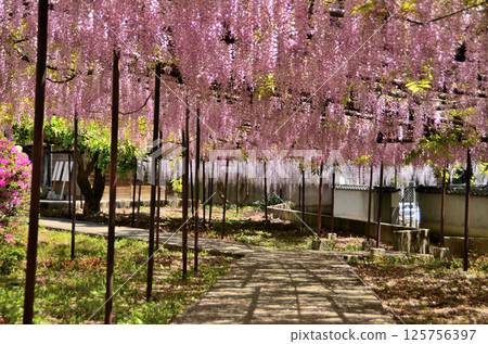 埼玉縣本莊市兒玉町高柳長泉寺的紫藤花 埼玉縣本莊市兒玉町高柳長泉寺的紫藤花 125756397