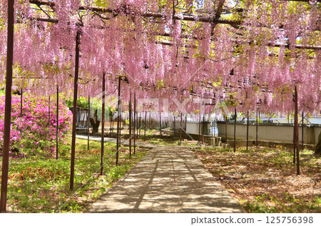 埼玉縣本莊市兒玉町高柳長泉寺的紫藤花 埼玉縣本莊市兒玉町高柳長泉寺的紫藤花 125756398